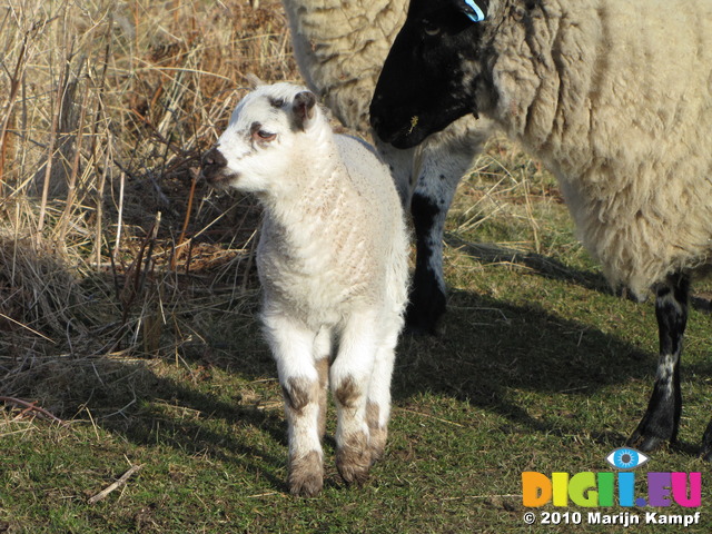 SX12870 Tiny white lamb and sheep